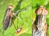 Pherbellia cinerella